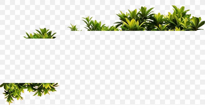 Plant Vine, PNG, 926x477px, Plant, Aquarium Decor, Area, Arecales, Description Download Free