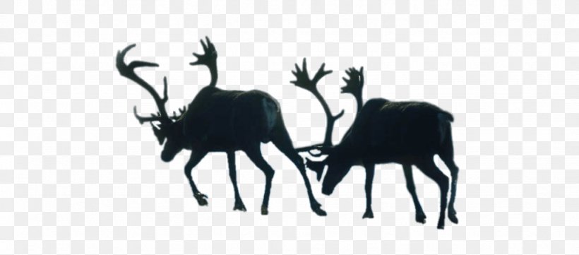 Reindeer Barren-ground Caribou Antler Pack Animal, PNG, 1024x451px, Reindeer, Antelope, Antler, Barrenground Caribou, Black And White Download Free