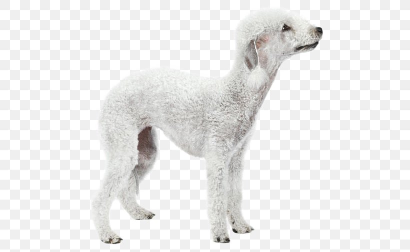 Dog Breed Saluki Spanish Greyhound Sloughi Borzoi, PNG, 500x505px, Dog Breed, American Staghound, Borzoi, Breed, Carnivoran Download Free