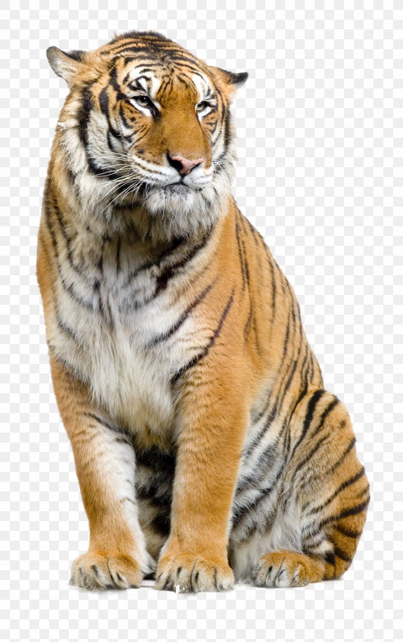 Felidae Lion Sumatran Tiger Clip Art, PNG, 896x1428px, Felidae, Big Cats, Carnivoran, Cat Like Mammal, Fur Download Free