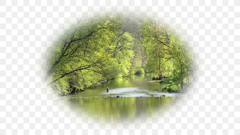 Forest Landscape Vegetation Water Resources Desktop Wallpaper, PNG, 600x460px, Forest, Bank, Computer, Grass, Landscape Download Free
