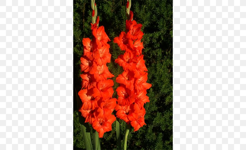 Gladiolus Tuberose Iridaceae Flower Plant, PNG, 500x500px, Gladiolus, Bulb, Corm, Cut Flowers, Elephant Ear Download Free
