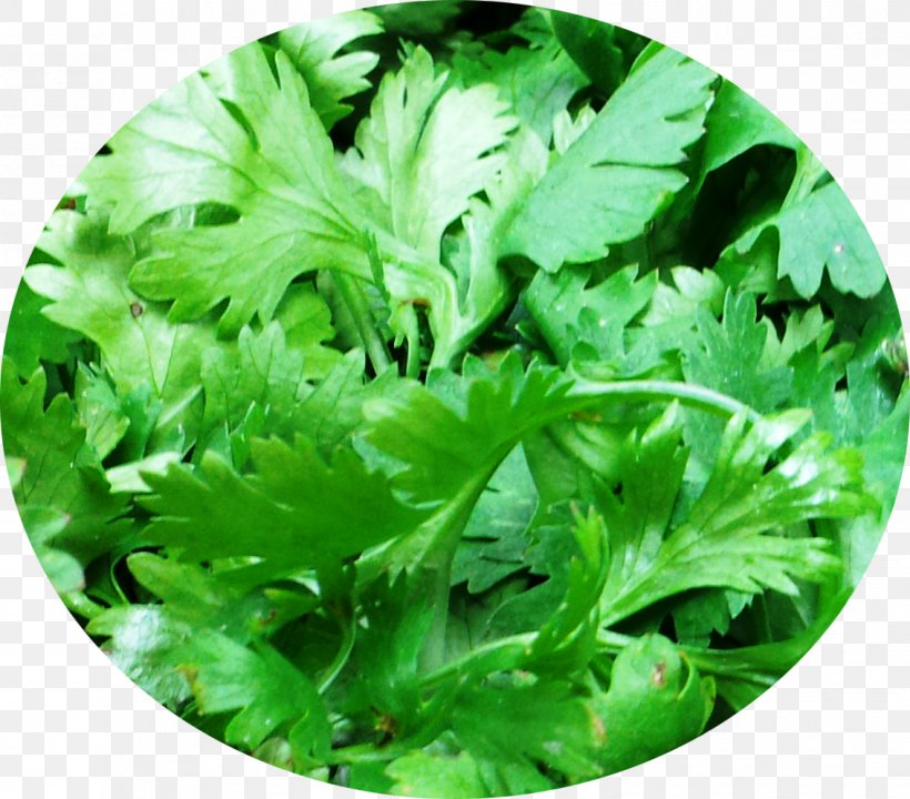 Indian Cuisine Coriander Leaf Vegetable Herb, PNG, 1134x996px, Indian Cuisine, Cooking, Coriander, Food, Garam Masala Download Free