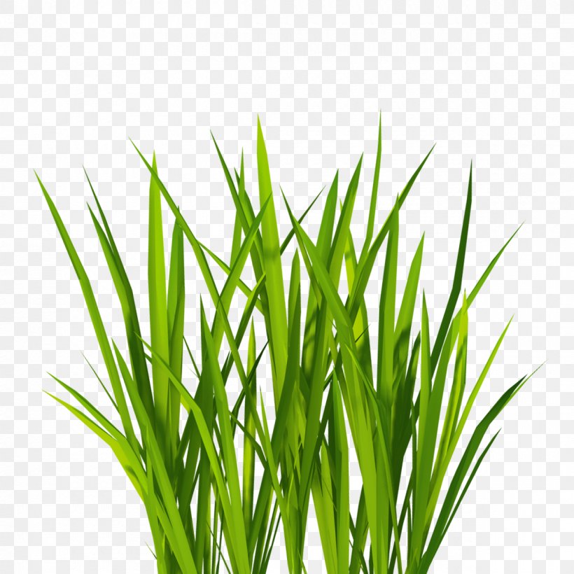 Texture Mapping Lawn Clip Art, PNG, 1200x1200px, Texture Mapping, Alpha Compositing, Chrysopogon Zizanioides, Commodity, Digital Image Download Free