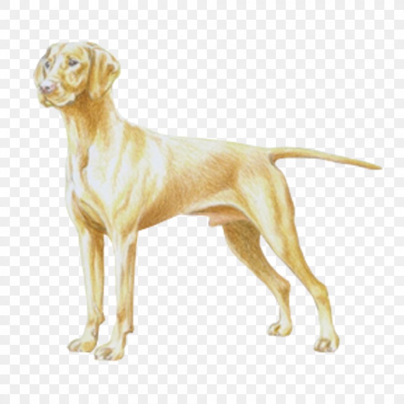 Vizsla Weimaraner German Shorthaired Pointer Dog Breed, PNG, 1000x1000px, Vizsla, Breed, Breed Standard, Carnivoran, Companion Dog Download Free