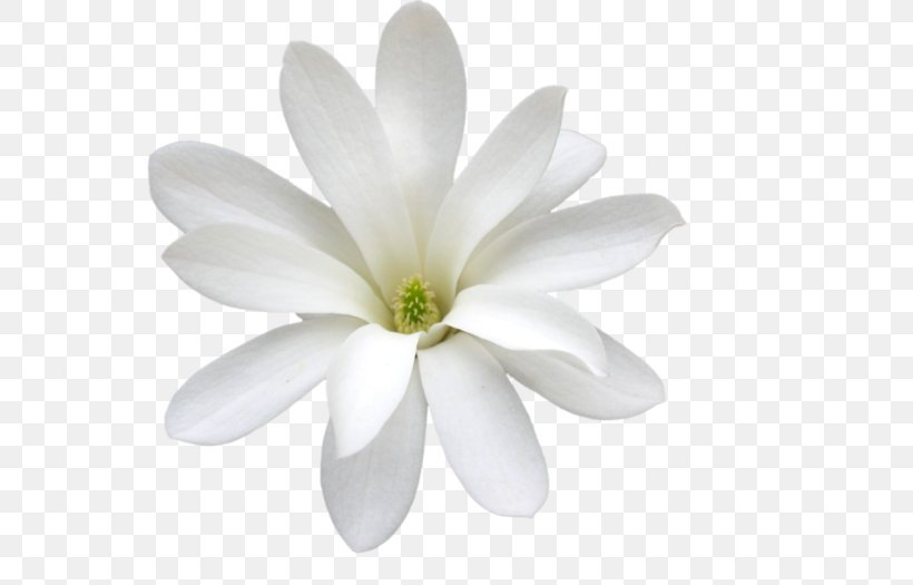 White Jasmine Arabian Jasmine Cape Jasmine, PNG, 700x525px, White, Arabian Jasmine, Blue, Cape Jasmine, Color Download Free