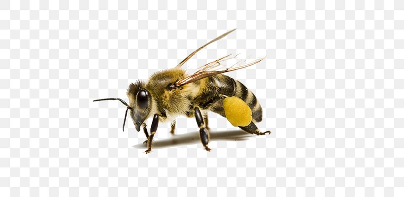 Carniolan Honey Bee Insect Beehive Pollinator, PNG, 700x400px, Bee, Apitoxin, Arthropod, Bee Sting, Beehive Download Free