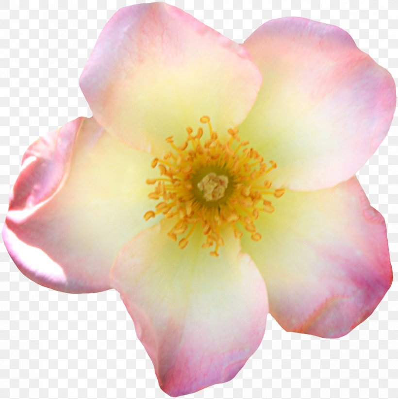Flower Watercolor Painting, PNG, 1196x1200px, Flower, Blossom, Cartoon, Designer, Drawing Download Free