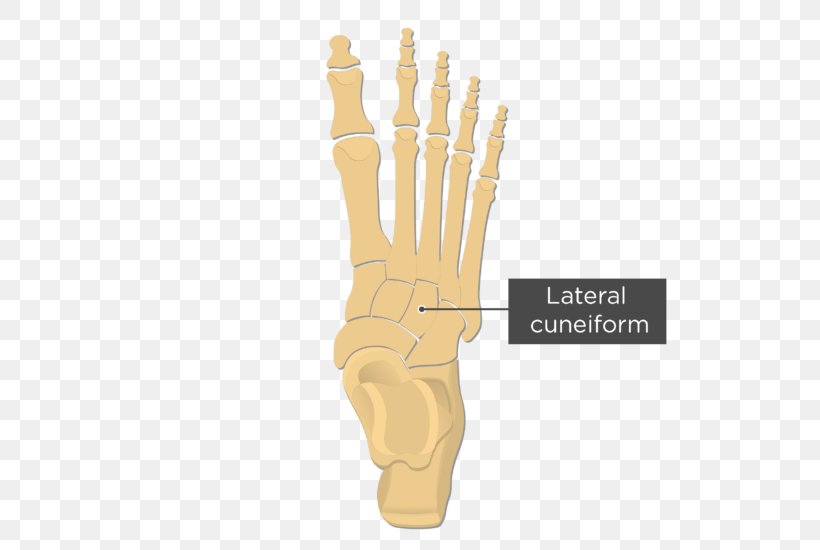 Metatarsal Bones Anatomy Fifth Metatarsal Bone Foot, PNG, 597x550px, Metatarsal Bones, Anatomy, Ankle, Bone, Cuneiform Bones Download Free