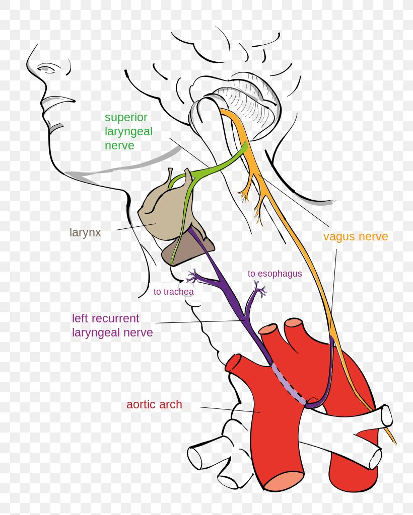 Recurrent Laryngeal Nerve Vagus Nerve Stimulation Superior Laryngeal Nerve, PNG, 791x1024px, Watercolor, Cartoon, Flower, Frame, Heart Download Free
