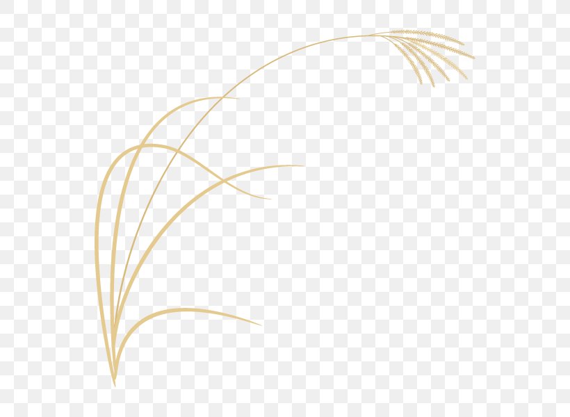 Graphics Feather Product Design Line Font, PNG, 600x600px, Feather, Grass Family, Grasses, Plant, Wing Download Free