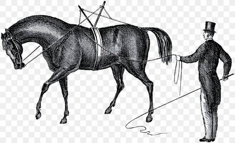 Pony Mane Mustang Stallion Bridle, PNG, 1800x1097px, Pony, Bit, Black And White, Bridle, Drawing Download Free