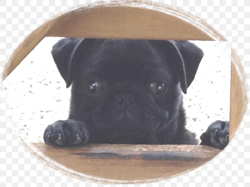 Pug Puppy Dog Breed Dog Collar Toy Dog, PNG, 960x720px, Pug, Breed, Carnivoran, Collar, Crossbreed Download Free