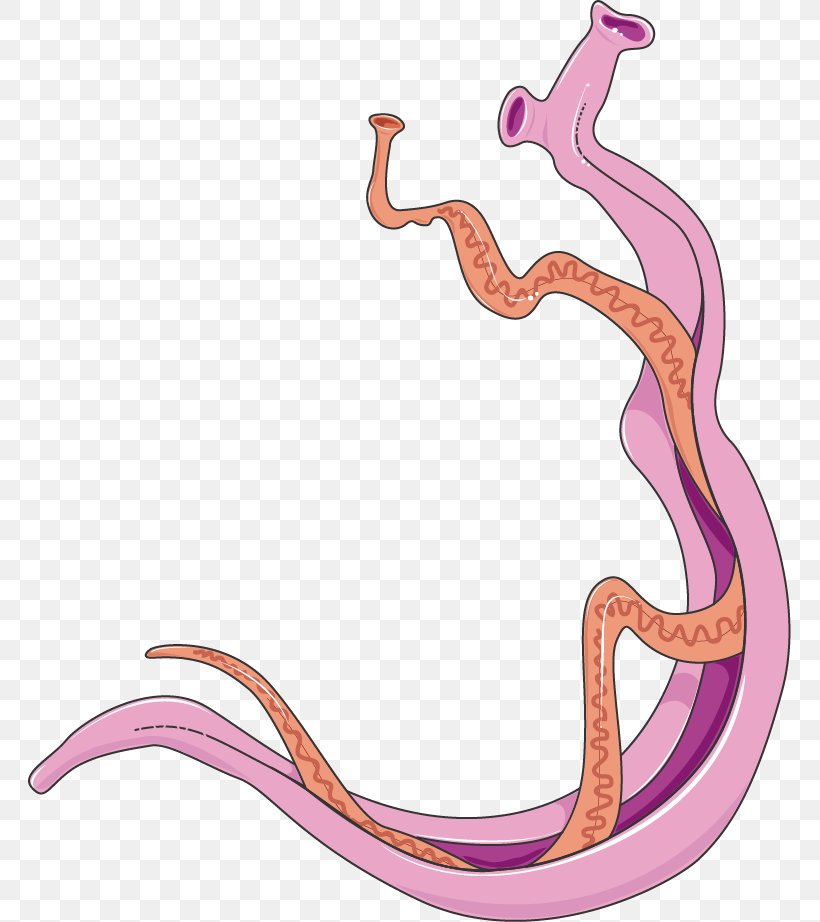 Schistosoma Mansoni Schistosoma Haematobium Schistosomiasis Cercaire Flukes, PNG, 763x922px, Watercolor, Cartoon, Flower, Frame, Heart Download Free