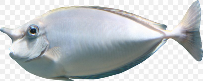 Sea Fish Marine Biology Clip Art, PNG, 1106x442px, Sea, Animal Figure, Beak, Fauna, Fish Download Free