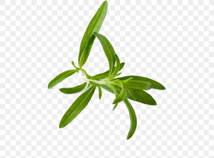 Tea Herb Liqueur Summer Savory, PNG, 2910x2161px, Tea, Basil, Food, Grocery Store, Herb Download Free