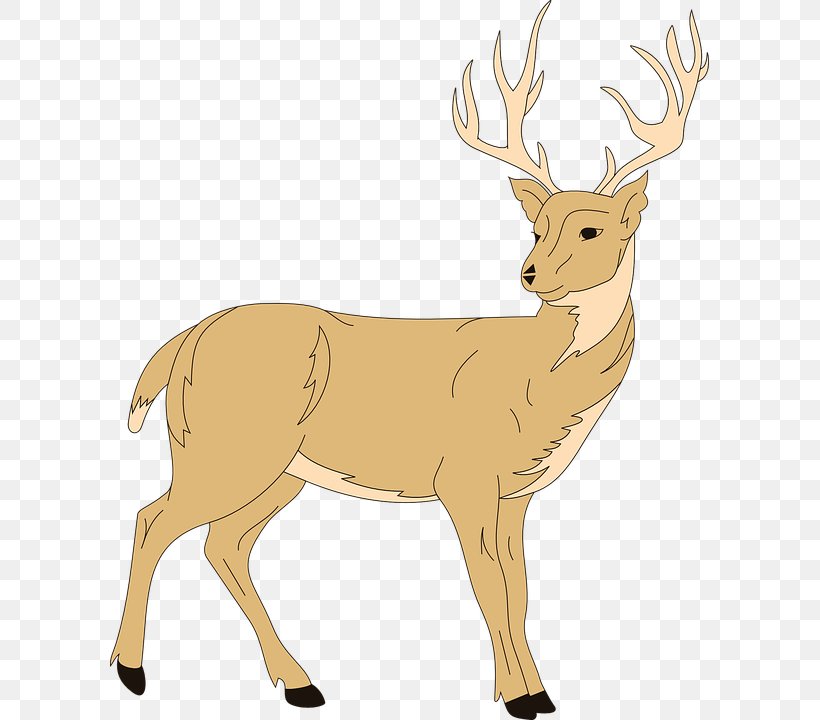 White-tailed Deer Red Deer Clip Art, PNG, 599x720px, Deer, Animal Figure, Antler, Blog, Deer Forest Download Free
