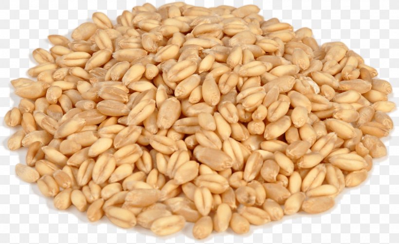 Caryopsis Emmer Durum Khorasan Wheat Cereal, PNG, 1500x920px, Durum, Barley, Buckwheat, Canary Grass, Caryopsis Download Free