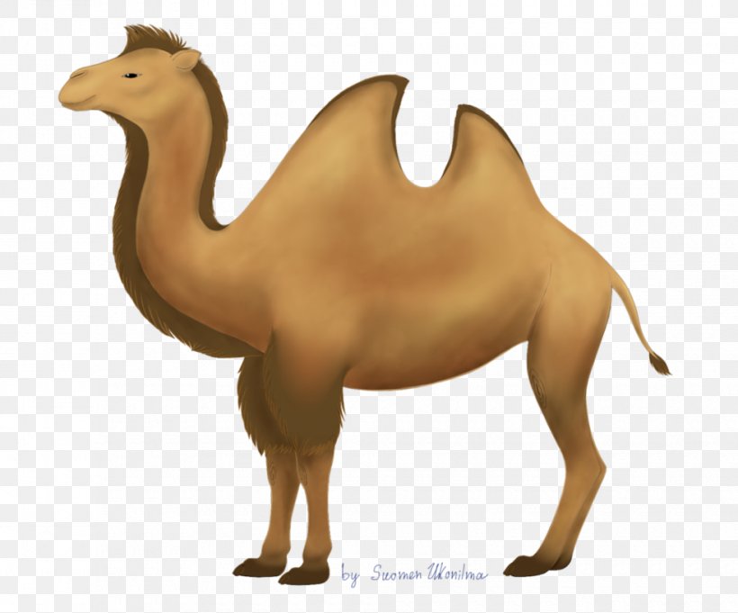Dromedary Bactrian Camel Llama Drawing Clip Art, PNG, 980x815px, Dromedary, Animal Figure, Arabian Camel, Art, Bactrian Camel Download Free