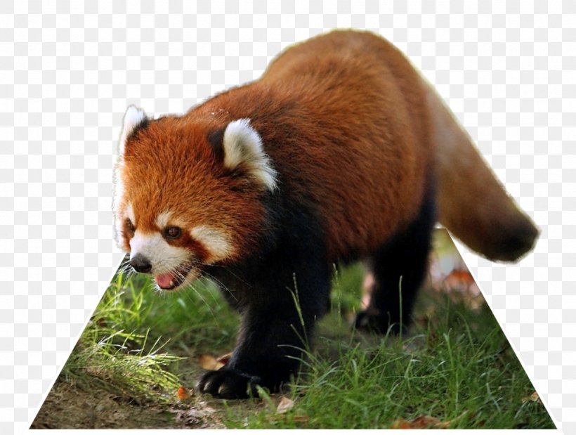 Giant Panda Red Panda Singalila National Park Raccoon Animal, PNG, 1024x774px, 4k Resolution, 8k Resolution, Giant Panda, Ailuropoda, Animal Download Free