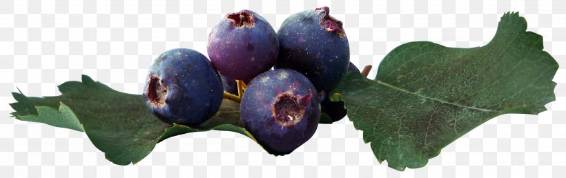 Juice Fruit Blueberry Leaf, PNG, 2615x823px, Juice, Amora, Auglis, Berry, Blueberry Download Free