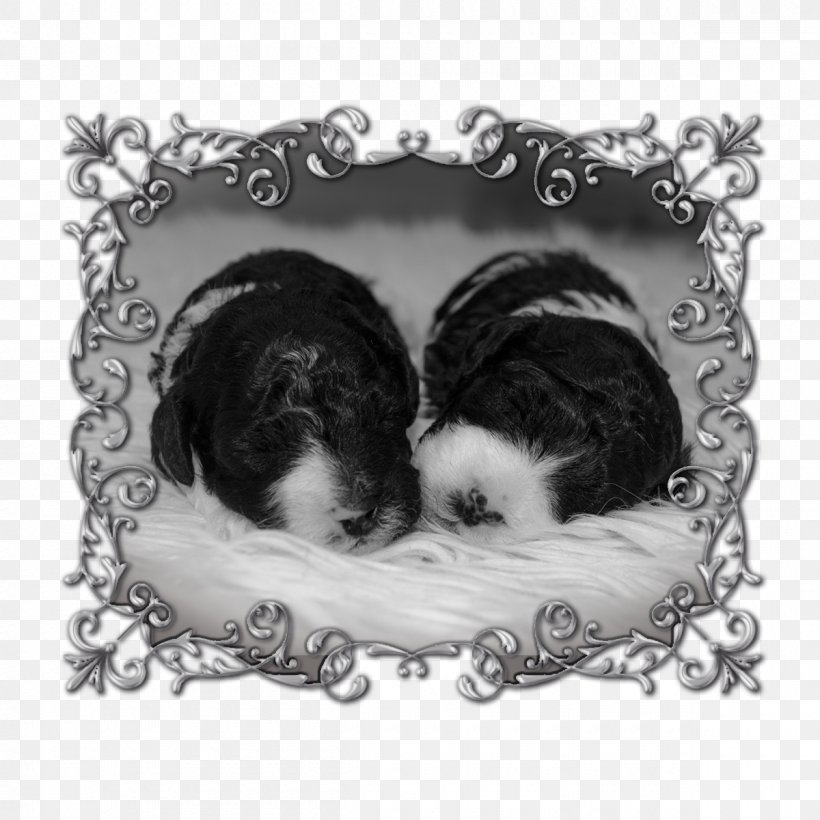 Dog Breed Shih Tzu Puppy Love Picture Frames, PNG, 1200x1200px, Dog Breed, Black And White, Breed, Carnivoran, Crossbreed Download Free