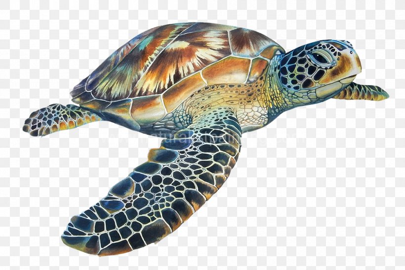 Loggerhead Sea Turtle Hawksbill Sea Turtle Tortoise, PNG, 1000x669px, Watercolor, Cartoon, Flower, Frame, Heart Download Free