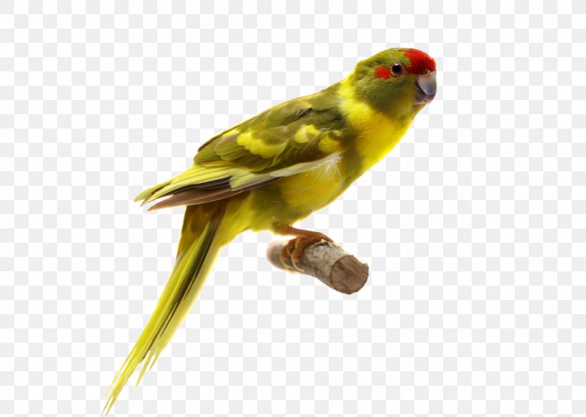 Parrot Bird, PNG, 1161x828px, Parrot, Beak, Bird, Common Pet Parakeet, Drawing Download Free