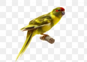 Red-breasted Pygmy Parrot Bird Clip Art, PNG, 6285x8000px, Bird, Beak ...