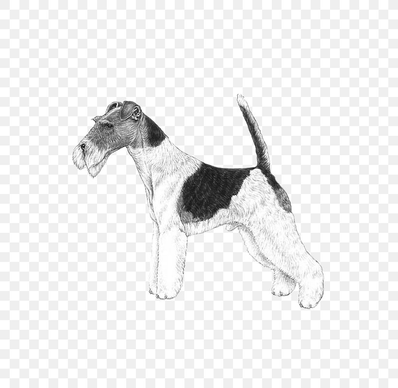 Wire Hair Fox Terrier Petit Basset Griffon Vendéen Dog Breed Grand Griffon Vendéen, PNG, 800x800px, Wire Hair Fox Terrier, Basset Hound, Breed, Carnivoran, Dog Download Free