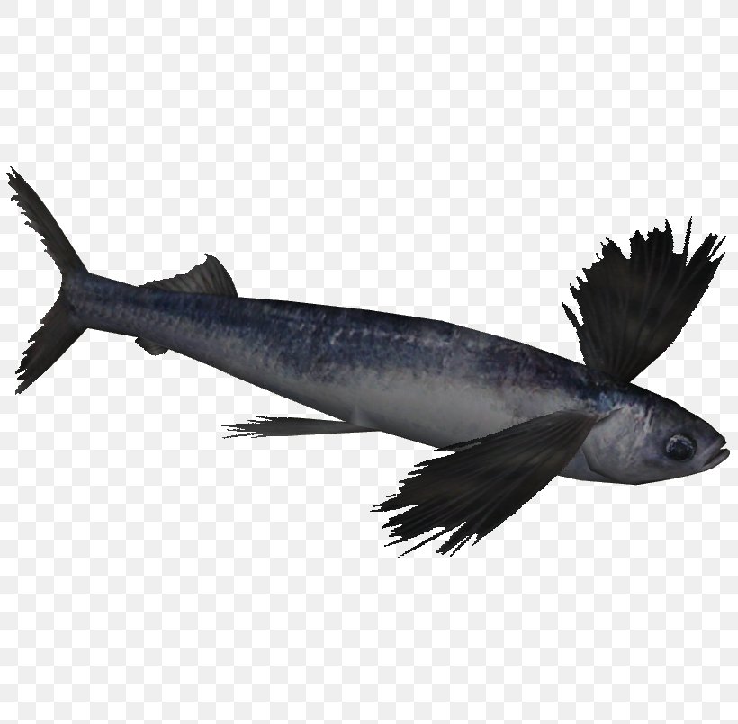 Atlantic Flyingfish California Flying Fish Sailfin Flyingfish, PNG, 805x805px, Fish, Animal Source Foods, Bait Fish, California Flying Fish, Fauna Download Free