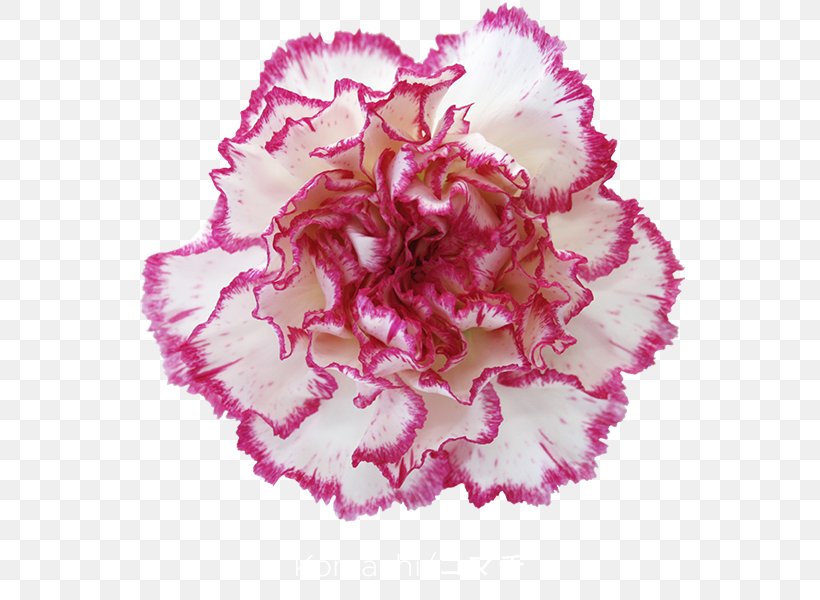 Carnation Cut Flowers Petal China Pink, PNG, 600x600px, Carnation, Cabbage Rose, China Pink, Colibri Flowers Sa, Color Download Free