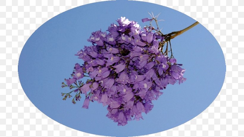 Cherry Blossom Lilac ST.AU.150 MIN.V.UNC.NR AD, PNG, 700x462px, Blossom, Cherry, Cherry Blossom, Flower, Lavender Download Free
