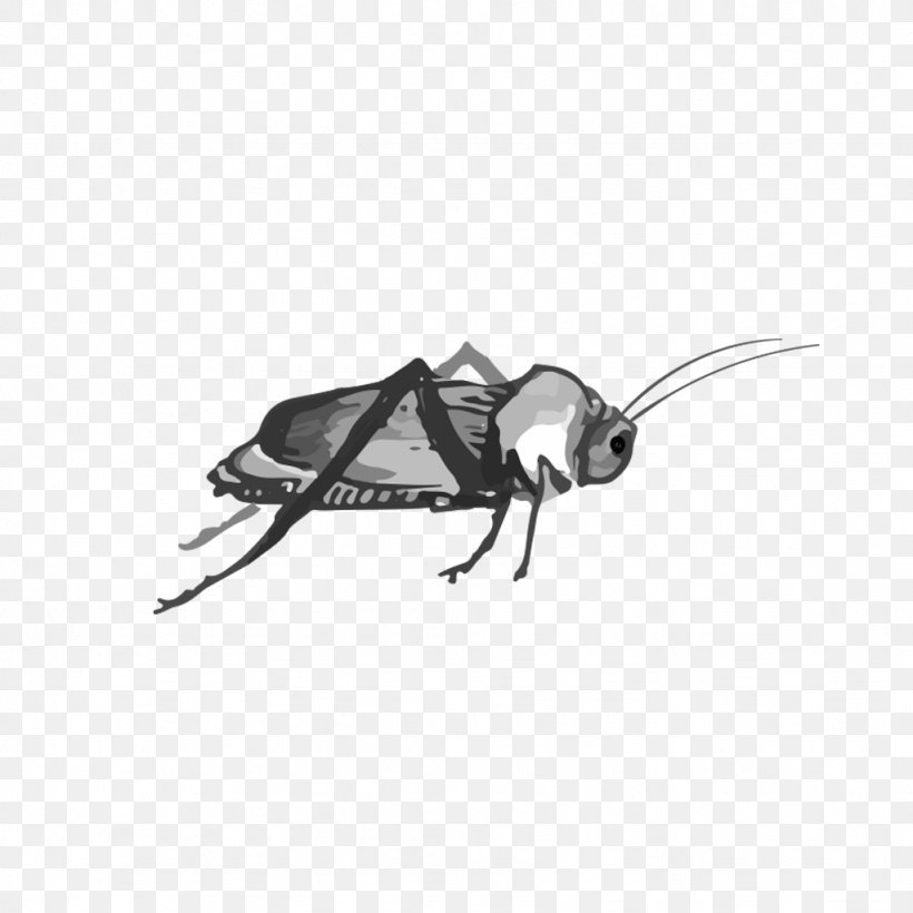 Cockroach Insect, PNG, 1024x1024px, Cockroach, Arthropod, Black And White, Blattodea, Fauna Download Free