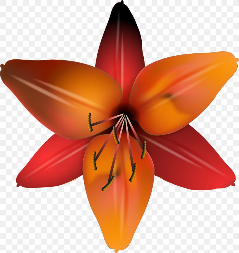 Cut Flowers Flowering Plant Petal, PNG, 1132x1200px, Flower, Cut Flowers, Flowering Plant, Orange, Petal Download Free