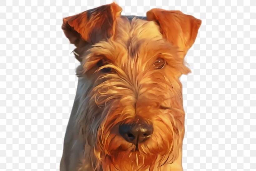 Dog Dog Breed Terrier Irish Terrier Snout, PNG, 2000x1332px, Dog, Dog Breed, Irish Terrier, Scottish Terrier, Snout Download Free
