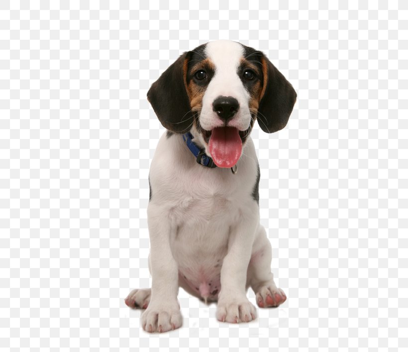 Dog Food Puppy Pet Sitting, PNG, 709x709px, Dog, American Foxhound, Bag, Beagle, Bowl Download Free