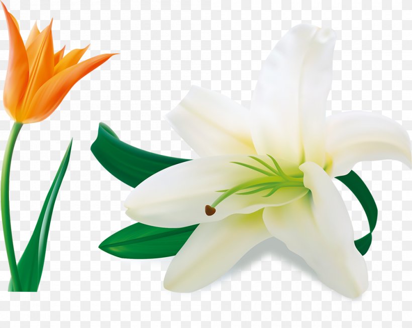 Easter Lily Lilium Candidum Arum-lily Flower, PNG, 1000x798px, Easter Lily, Arumlily, Calla Lily, Cdr, Cut Flowers Download Free