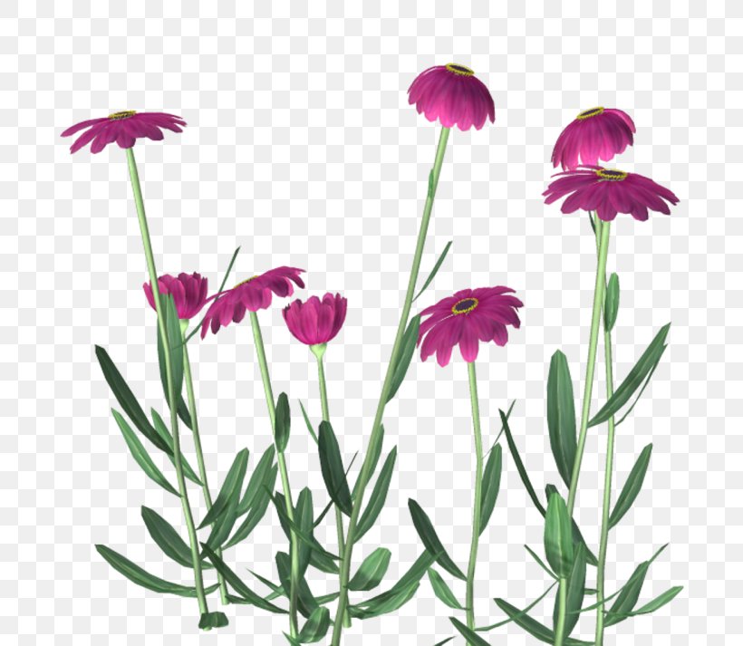 Flower Yellow Purple Clip Art, PNG, 800x713px, Flower, Annual Plant, Blue, Common Daisy, Cut Flowers Download Free