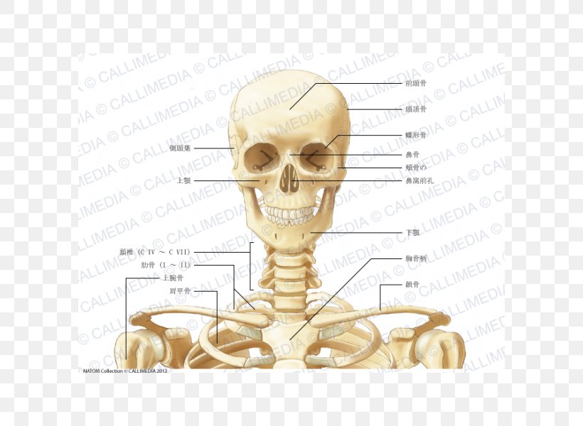 Human Anatomy Neck Bone Coronal Plane, PNG, 600x600px, Watercolor, Cartoon, Flower, Frame, Heart Download Free