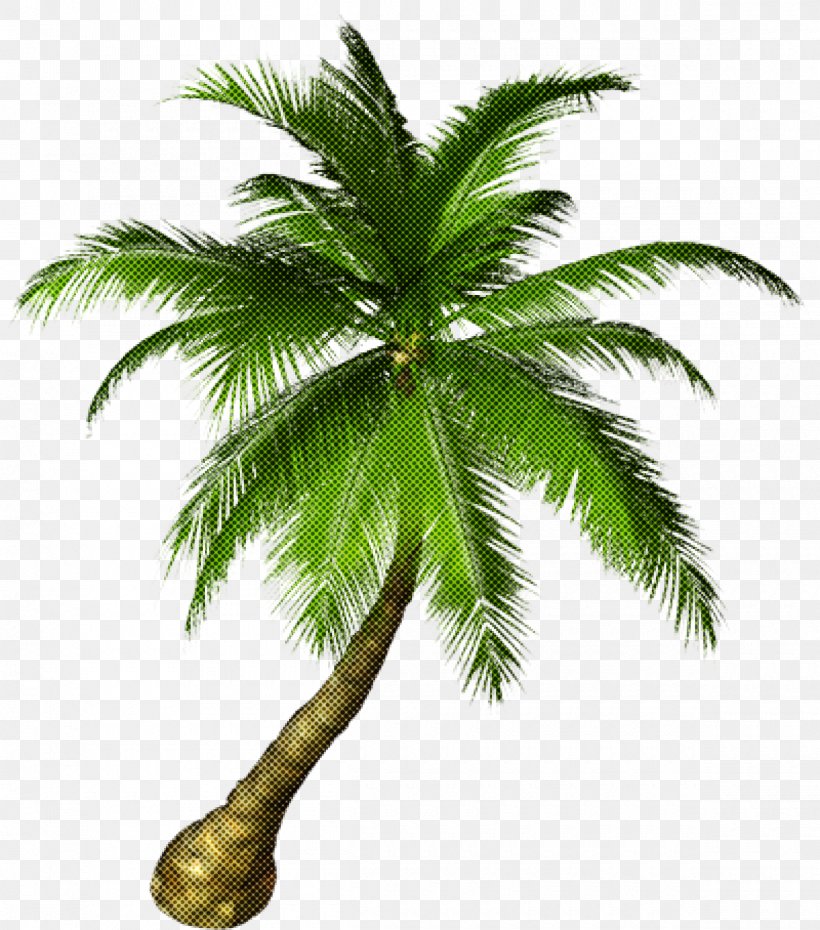 Palm Tree, PNG, 1200x1362px, Tree, Arecales, Attalea Speciosa, Elaeis, Leaf Download Free