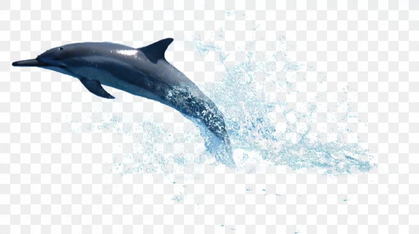 La Plata Dolphin Clip Art, PNG, 1037x580px, La Plata Dolphin, Bottlenose Dolphin, Common Bottlenose Dolphin, Dolphin, Fin Download Free