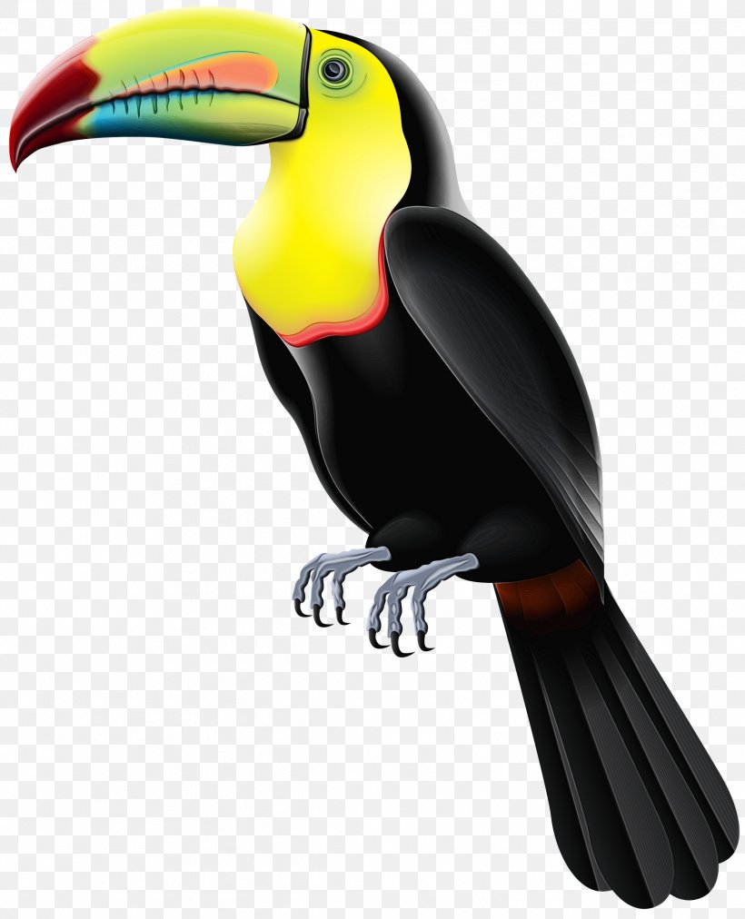 Toucan Beak Product Design, PNG, 2429x3000px, Toucan, Beak, Bird, Coraciiformes, Hornbill Download Free