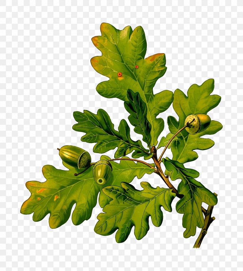 English Oak White Oak Sessile Oak Botany Botanical Illustration, PNG, 1726x1920px, English Oak, Acorn, Botanical Illustration, Botanical Prints, Botany Download Free