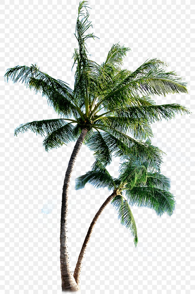 Island Eleuthera Clip Art, PNG, 984x1486px, Island, Arecaceae, Arecales, Coconut, Date Palm Download Free