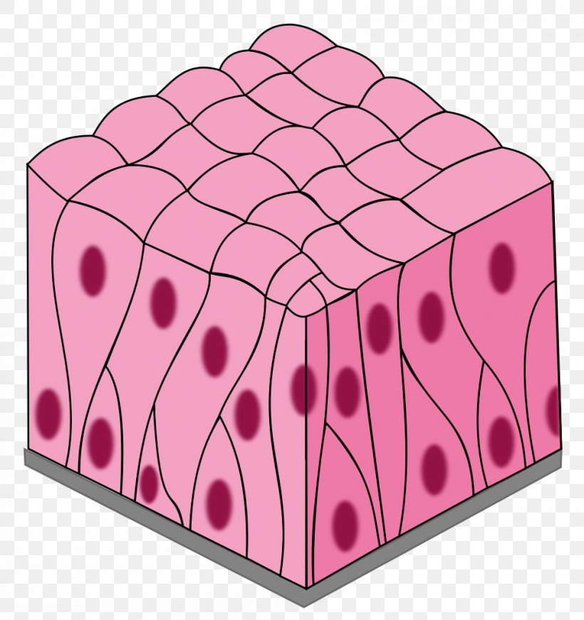Simple Columnar Epithelium Pseudostratified Columnar Epithelium Simple Squamous Epithelium Stratified Squamous Epithelium, PNG, 1000x1063px, Epithelium, Biology, Cell, Connective Tissue, Function Download Free