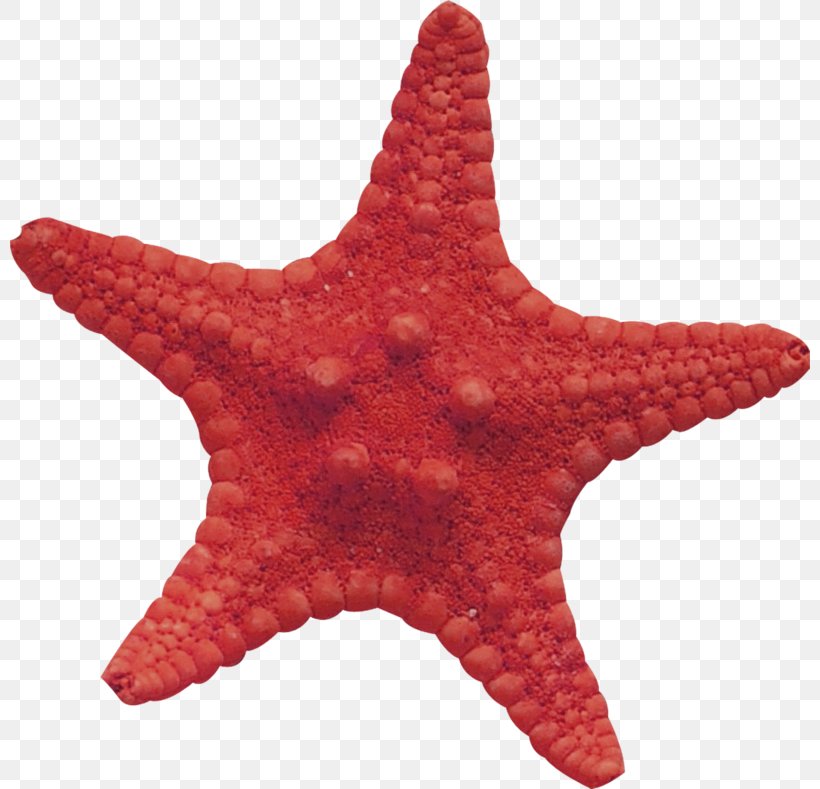 Starfish Material Lossless Compression, PNG, 800x789px, Starfish, Data, Data Compression, Echinoderm, Invertebrate Download Free