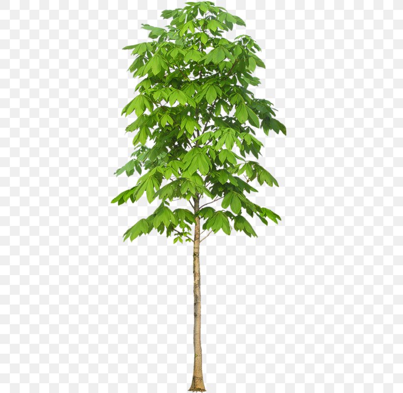 Stock Photography Royalty-free Tree, PNG, 401x800px, Stock Photography, Branch, Flowerpot, Houseplant, Image Resolution Download Free