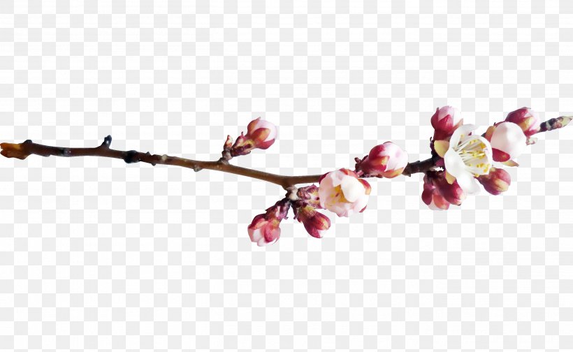 World Wide Web Google Images, PNG, 2712x1669px, World Wide Web, Animation, Blossom, Branch, Cherry Download Free