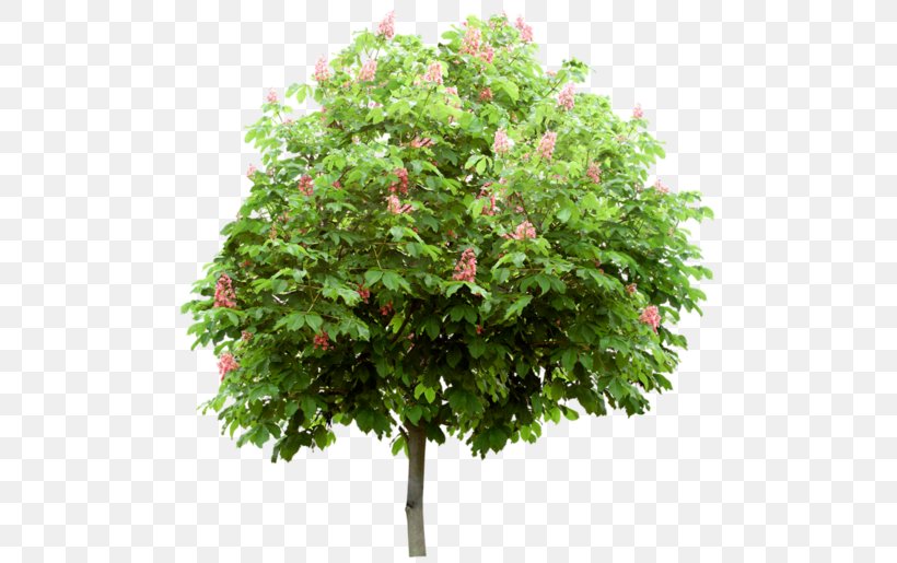 Branch Tree Mediterranean Cypress Shrub Leaf, PNG, 500x515px, Branch, Cupressus, Evergreen, Leaf, Macrophanerophytes Download Free